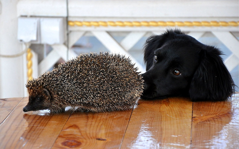 animal themes, purebred Dog, close-up, black Color, pets, young Animal, domestic, dog, animal, mammal, canine, small, domestic Animals, black, hedgehog