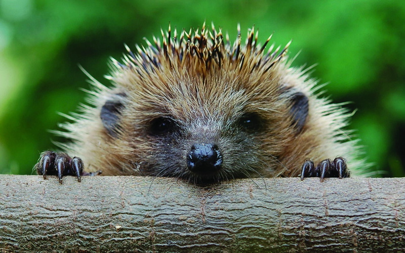 fur, timber, outdoors, young Animal, looking, water, vertebrate, cute, snout, whisker, bristle - Animal Part, carnivore, brown, foot, animal head, mammal