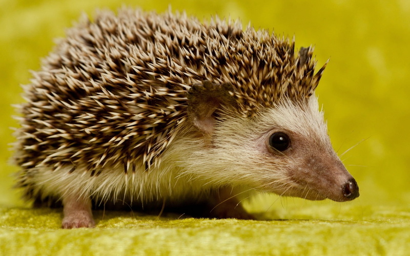 grass, porcupine, looking, plant, green Color, wildlife, one Animal, portrait, animals And Pets, young Animal, background, small, day, close-up, cute, animals In The Wild