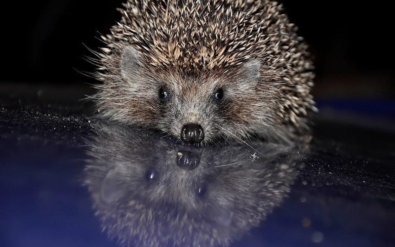 animal body part, close-up, looking, cute, animal, focus on foreground, whisker, animals In The Wild, outdoors, snout, porcupine, vertebrate, water, bristle - Animal Part