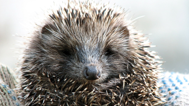 bristle - Animal Part, animal Spine, 1080P, baby, mammal, animal body part, fur, spiked, nature, one Animal, outdoors, brown, animal themes, vertebrate