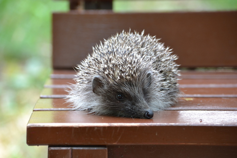 hedge, snout, fur, whisker, animal, spiked, day, rodent, bristle - Animal Part, one Animal, looking, porcupine, vertebrate, cute, relaxation, young Animal