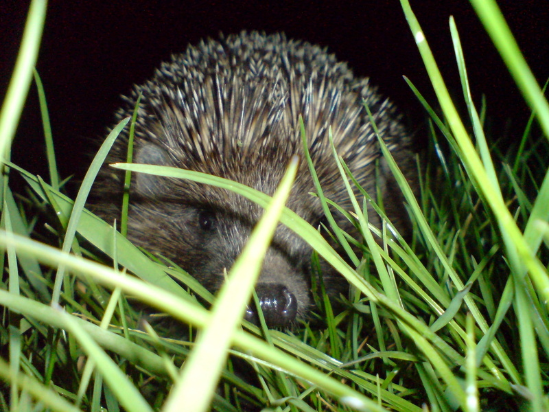 young animal, hide, brown, look out, beige, animal wildlife, grass, animal themes, animals in the wild, green color, mammal, pets, plant, hedgehog, domestic