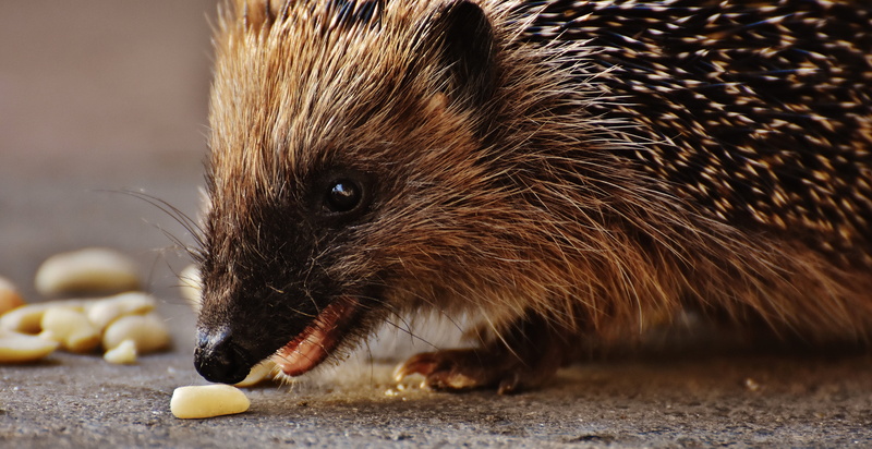 wildlife, mammal, no People, prickles, eating, wellbeing, brown, small, food, healthy eating, profile view, 5K, nut - food, close-up, rodent, black, animal body part