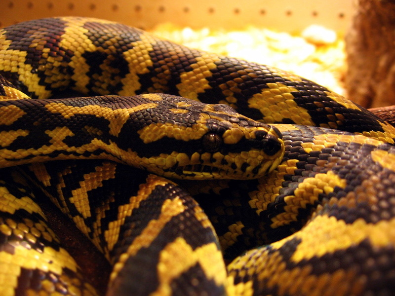 danger, python, warning sign, natural pattern, animal themes, 720P, animal body part, vertebrate, zoo, beige, close-up, color, boa, sign, muzzle, snakeskin