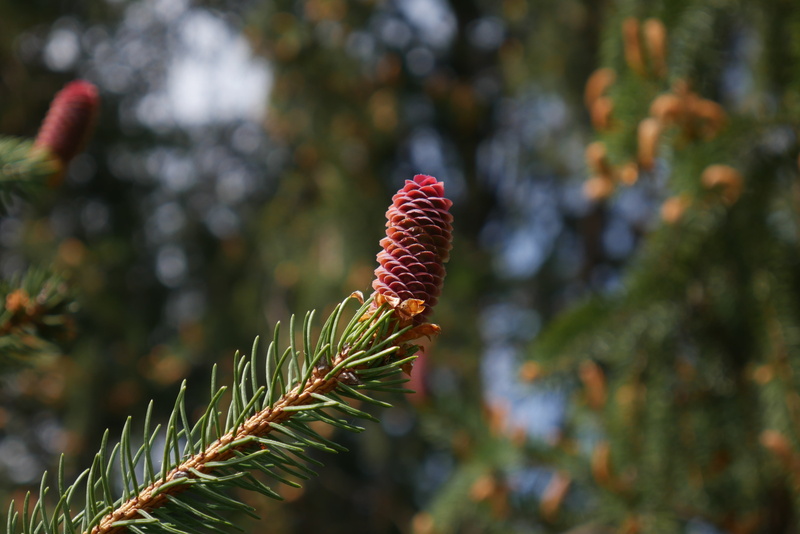 botany, pine Tree, fir Tree, red, beauty In Nature, christmas, coniferous Tree, spruce, sunlight, leaf, needle - Plant Part, pine Cone, selective focus