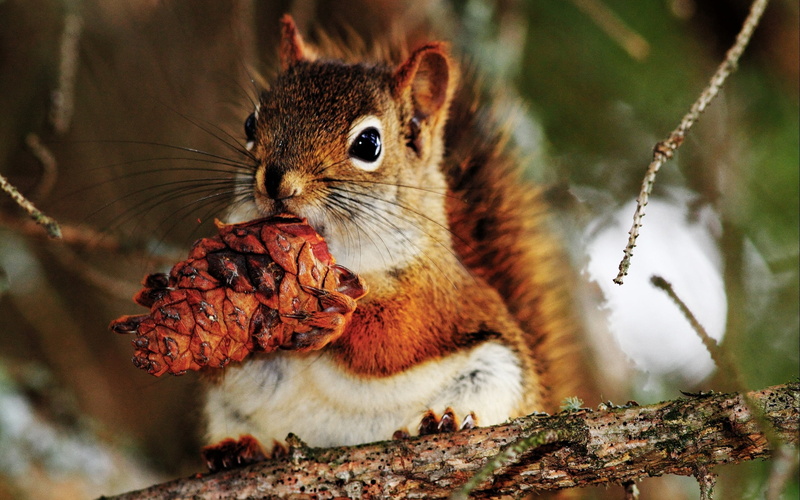 branch, woodland, one Animal, white, selective focus, wildlife, nut, nut - Food, red, animals In The Wild, tree trunk, eating, leaf, tail, whisker, squirrel