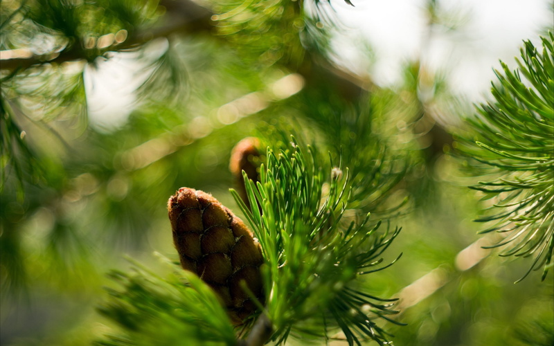 evergreen Tree, freshness, winter, beauty in nature, pine Cone, macro, green Color, woodland, fruit, growth, plant, pine Tree, leaf, two, bump, plant part