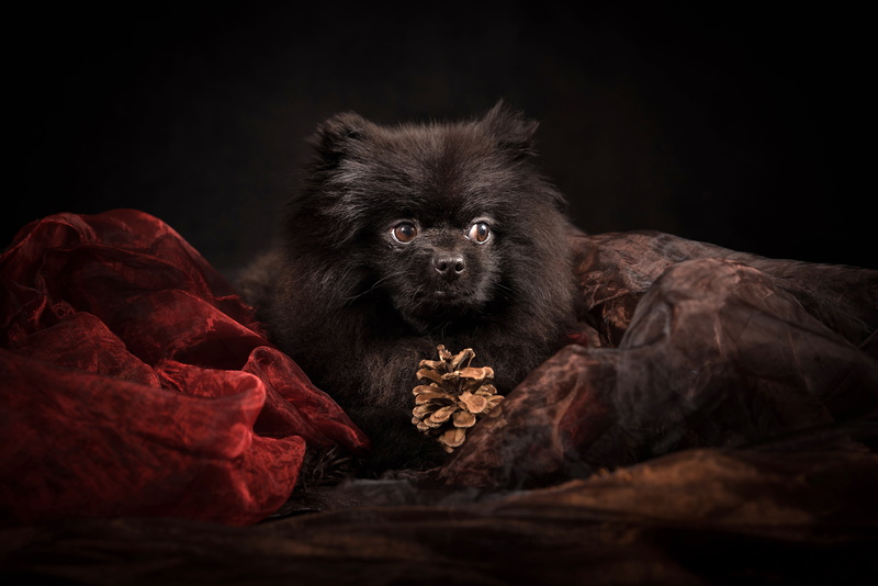 5K, dog, organza, Spitz, bump, portrait, black background