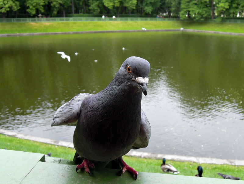 curious, day, duck, beautiful, animals And Pets, animal themes, Act, Bird, smooth surface, feather, green grass, no people, city park, lake, pigeon, small