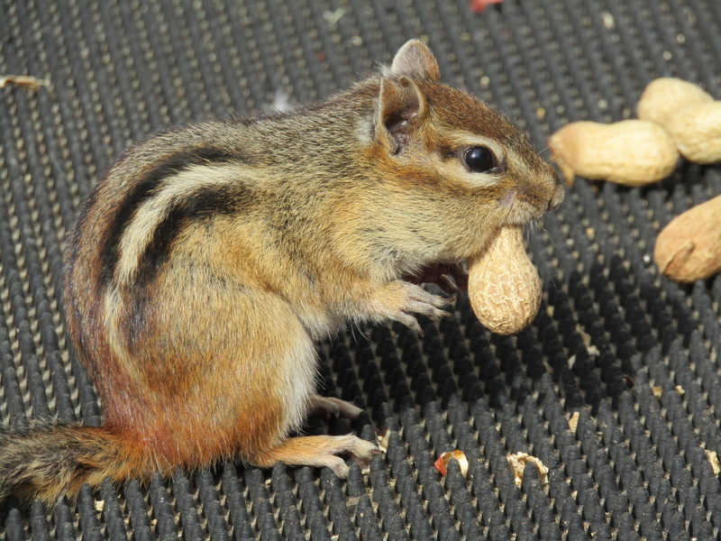 one animal, spring, vertebrate, friendly, sitting, animal wildlife, cute, day, curious, profile view, chipmunk, nut, whisker, canada, funny, rodent, animal themes