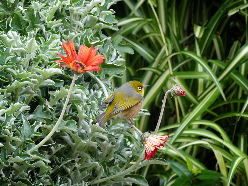 animal, petal, 4K, yellow, plant, animal wildlife, vertebrate, day, close-up, green color, bird, beauty in nature, no people, forest, new zealand, plumage