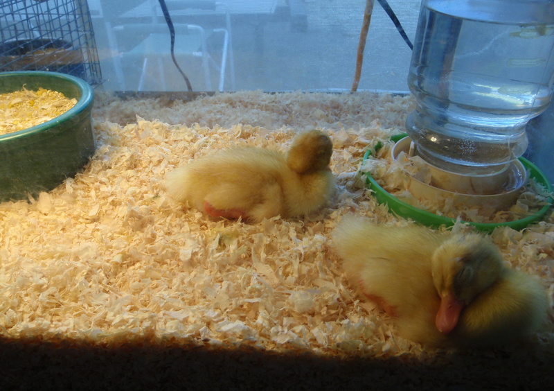 easter, soft, duckings, nature, springtime, newborn, container, domestic animals, new, following, group of animals, fuzzy, baby, chicks, rodent, county