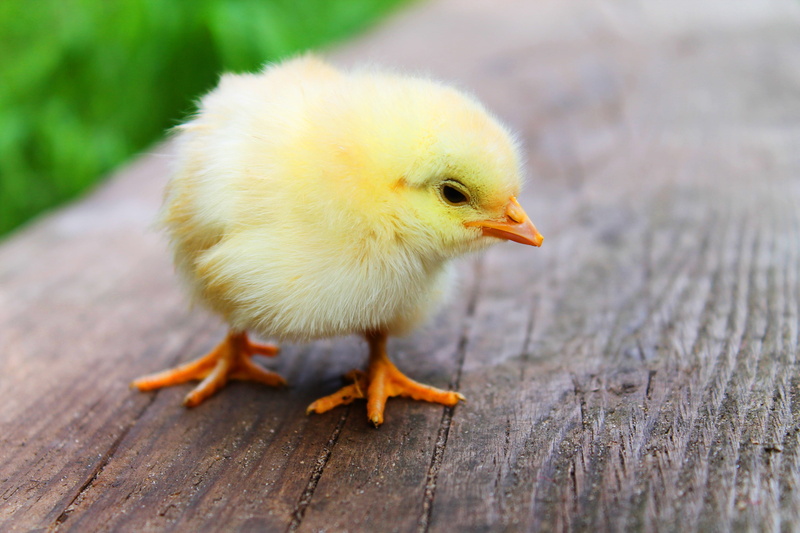 mammal, pets, livestock, young Bird, curious, yellow, animal themes, public domain, young Animal, vertebrate, outdoors, profile view, poultry, young, nature