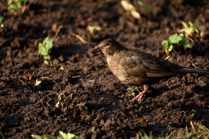 small, song thrush, throttle, eating, nature, search, curious, home, field, brown, dig, animal, strawberry plants, bird, animal world, animal themes, animals in the wild