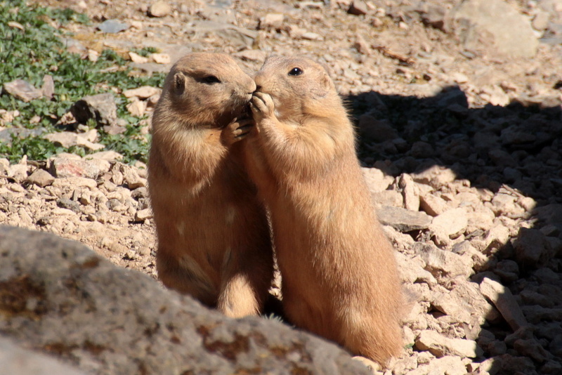1080P, cynomys ludovicianus, day, close, Chipmunk, nature, outdoors, animal, stones, vertebrate, curious, eat, group of animals, solid, together, on top