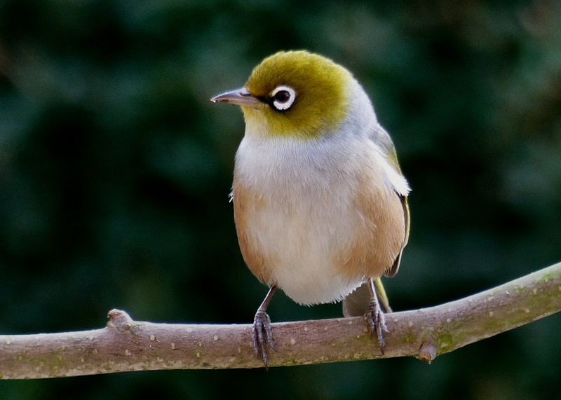 green, New Zealand birds, Zosterops lateralis, branch, Wax, photos, green bird, brown, nature, silvereye, wildlife, animal, bird Watching, 1080P, bird