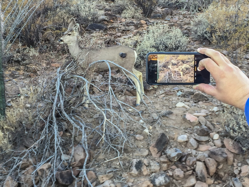 tourist, animal, social media, hand, communication, land, quick, mobile phone, real people, wildlife, field, arizona, finger, human hand, outdoors, photo