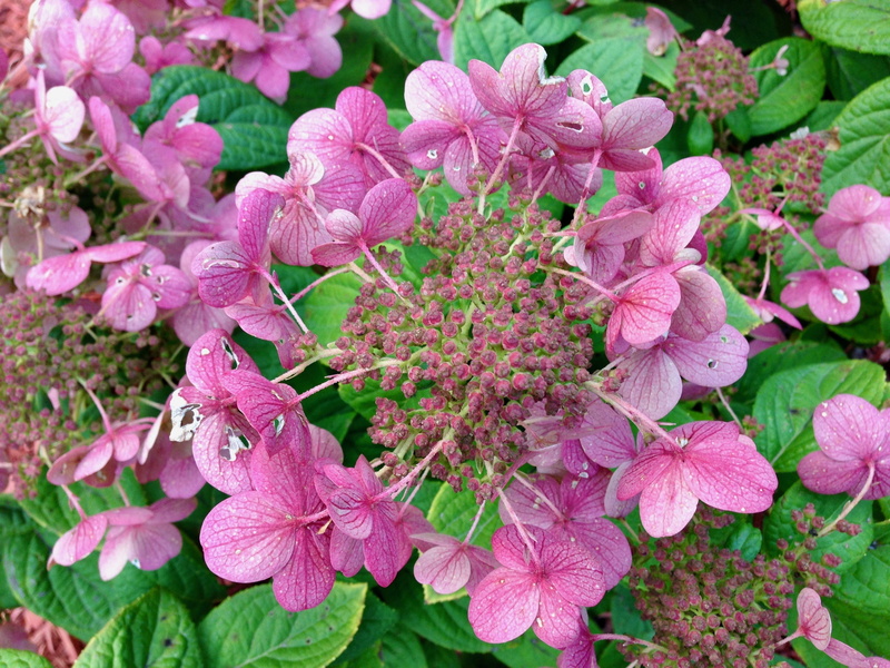 plant, outdoors, flower head, beauty in nature, growth, shrub, springtime, day, flower pink white dark, nature, flower, 2K, hydrangea paniculata quick fire
