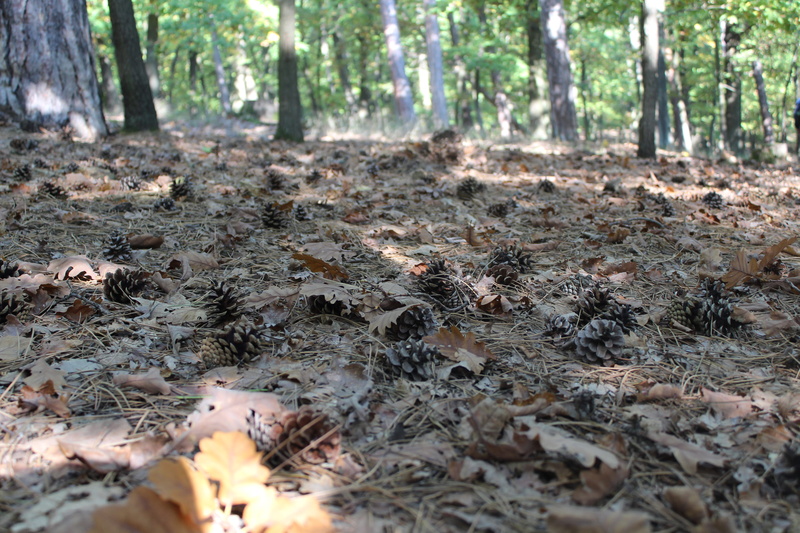 vegetation, ground, plant part, light, 5K, forest, nature, outdoors, surface level, no people, leaf, mud, arrow, tree, animal, change, day, flare, land