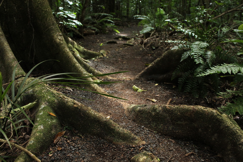 roots, growth, pathway, season, outdoor, plant, park, tree trunk, forest, landscape, nature, natural, direction, garden, organic, grass, woodland, outdoors