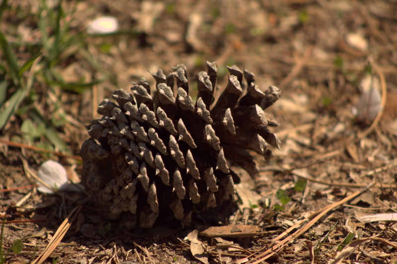 growing, animal, outdoors, gardening, growth, brown, close-up, animal wildlife, life, agriculture, field, Acorn, ground, focus on foreground, 4K, dirt