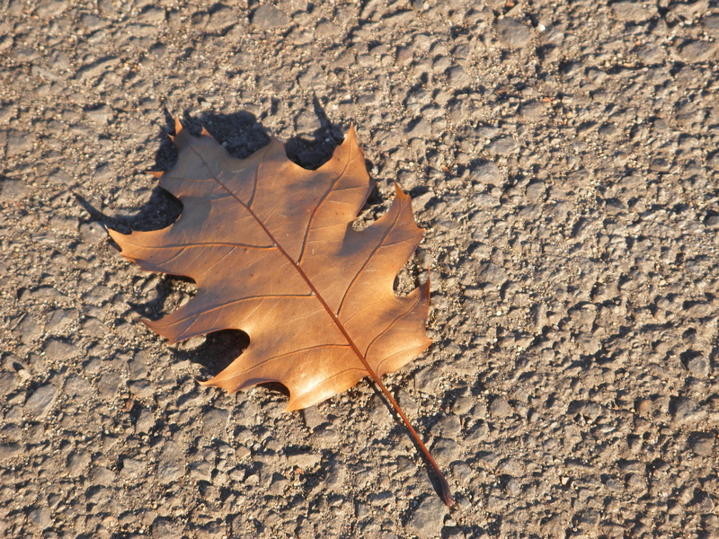 directly above, land, fragility, change, real, high angle view, Nature, natural condition, Ground, outdoors, vulnerability, close-up, Leaf, dried, plant