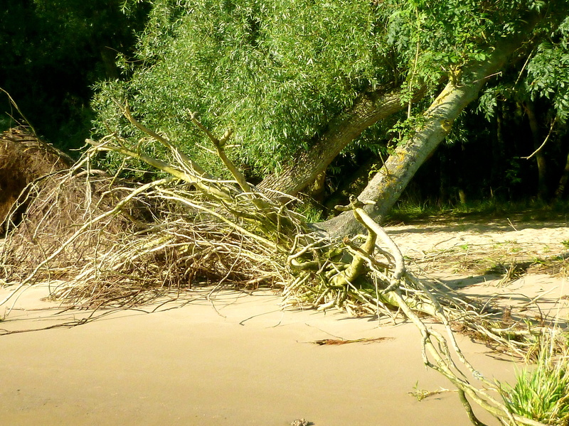 no People, tranquil scene, root, ebb, uprooted, land, green, elbe beach, 4K, footpath, summer, Walk On, walk on the beach, green Color, On The Beach, river landscape