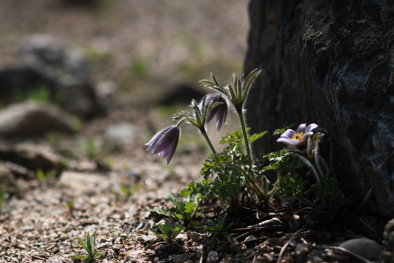 trunk, growth, flower head, summer, focus on foreground, outdoors, plant, some people dont, land, fragility, bunch of flowers, see flowers, garden, vulnerability