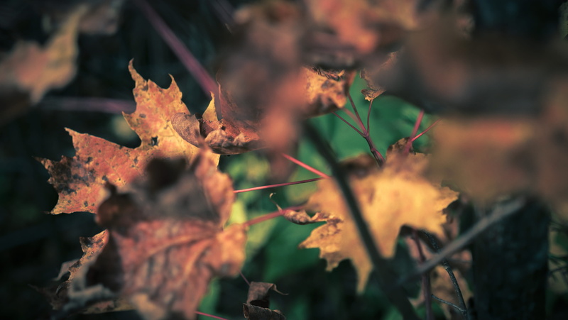 trees, leaf, green, october, dry, panasonic, hiking, minnesota, focus on foreground, no people, plant, outside, change, beauty in nature, day, fragility