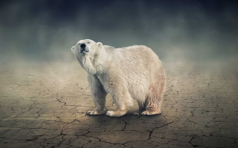 no people, full length, one animal, weigh, side view, polar bear, animals in the wild, day, kg, 4K, white, bear, animal wildlife, adult, vertebrate