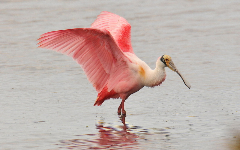 beak, bird, animal themes, lake, kg, body, long, animal wildlife, flamingo, cm, nature, vertebrate, animals in the wild, spread wings, animal body part