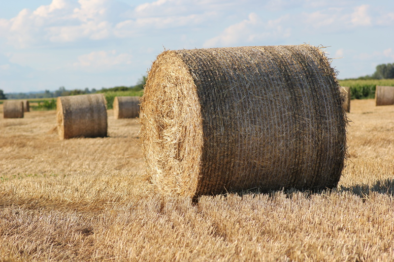1000 kg, rural scene, round, harvesting, no people, 5K, outdoor, tranquility, haystack, land, Agriculture, Kg, day, hay bale, hay, bale, sky, nature, outdoors