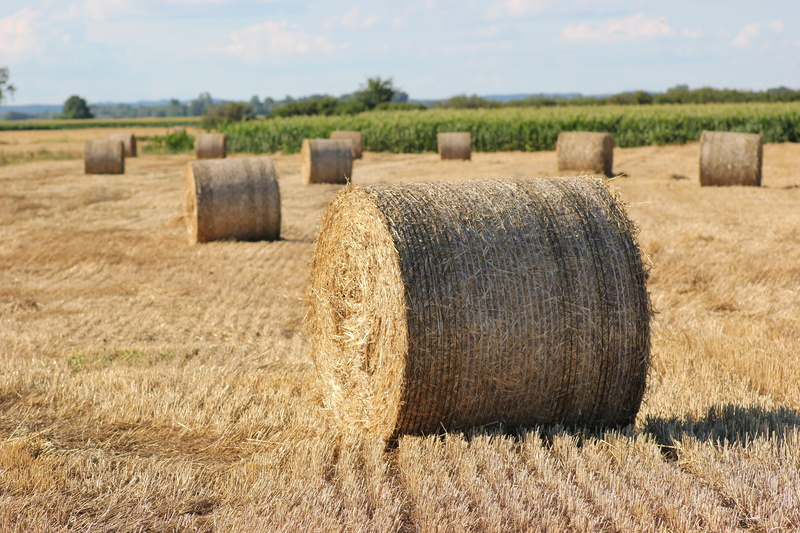 nature, grass, Kg, landscape, sky, 5K, outdoor, 1000 kg, farm, meadow, rolled up, scenics - nature, tranquility, Agriculture, hay, hay bale, rural scene