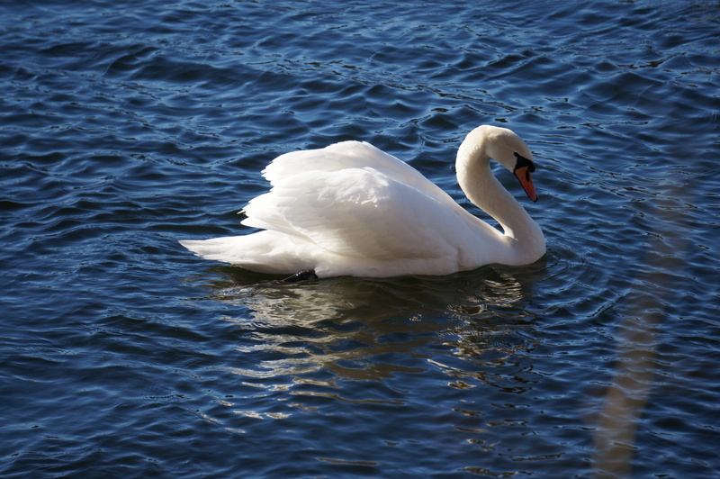 bird, water bird, swimming, water, swan, nature, lake, animal neck, Lake, white color, Swan, one animal, Spring, day, no people, animal themes, 4K, Stockholm