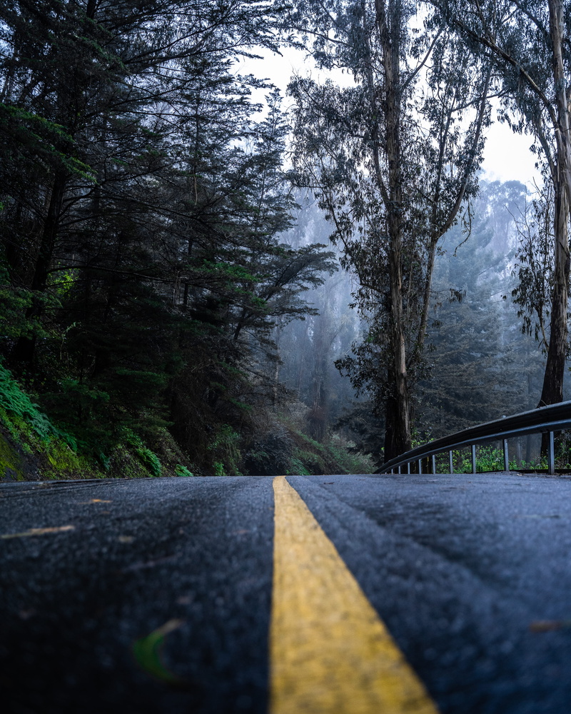 san francisco, sign, day, california, dividing line, transportation, black, forest, tree, dark, marking, roadtrip, tranquility, direction, green, outdoors