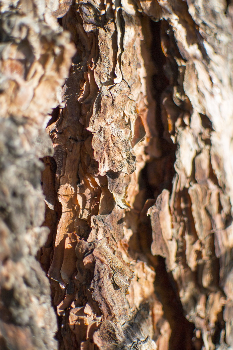 backgrounds, wall, skin, rough, eroded, full frame, close-up, old, organic, texture, weathered, focus on foreground, hardwood, wood, backdrop, bark, plant