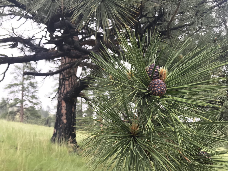 no people, needle - plant part, close-up, focus on foreground, land, 4K, day, tree, outdoors, pine tree, trunk, pine, tranquility, tree trunk, pinaceae