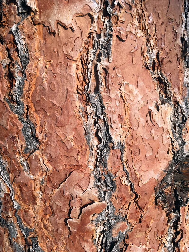 firewood, full frame, texture, close-up, time, outdoors, wood, abstract, textured, rock, ponderosa, trunk, high contrast, decay, rock - object, eroded