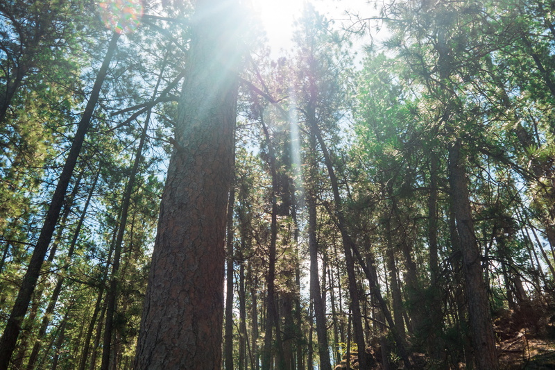 lens flare, custer, land, forest, ponderosa, tall - high, no people, trees, sunlight, scenics - nature, tree, pine woodland, united states, sunbeam, plant