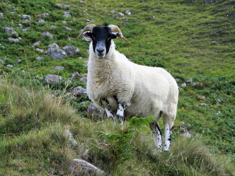 animal themes, lamb, scotland, no people, iceland, field, domestic, horns, grass, growth, highlands, outdoors, hill, portrait, plant, day, high-country sheep
