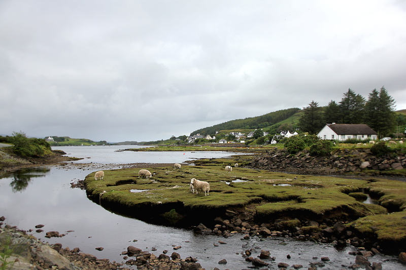 house, highlands and islands, day, water, beauty in nature, agriculture, scotland, sheep, western highlands, land, no people, outdoors, weather, architecture