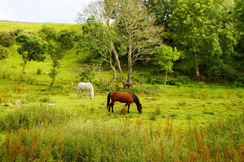 horse, herbivorous, animal themes, growth, animal wildlife, grazing, nature, animal, mammal, tree, highlands, rest, scotland, horses, united kingdom, peaceful