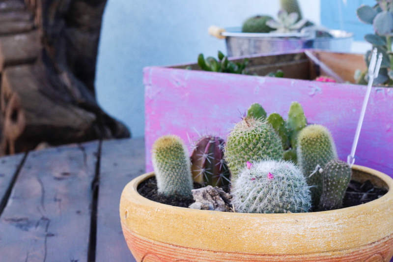 thorn, plants, wood - material, close-up, flower pot, cacti, united states, succulent, imperial valley, box, potted plant, focus on foreground, succulent plant