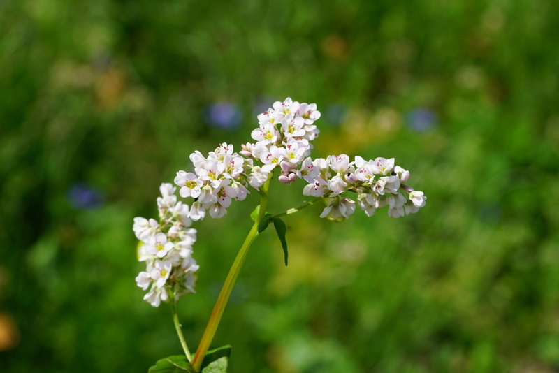 nature, white, fagopyrum, schirmrispig, outdoors, buckwheat, 8K, grapey, plant, fragility, flower head, flowering plant, vulnerability, bunch of flowers