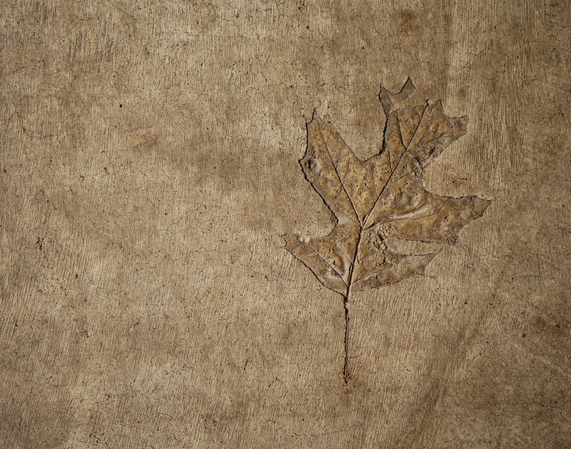 rough, stem, directly above, background, soil, wall - building feature, brown, tan, outdoors, pattern, leaf, plant part, dead plant, textured, illustration