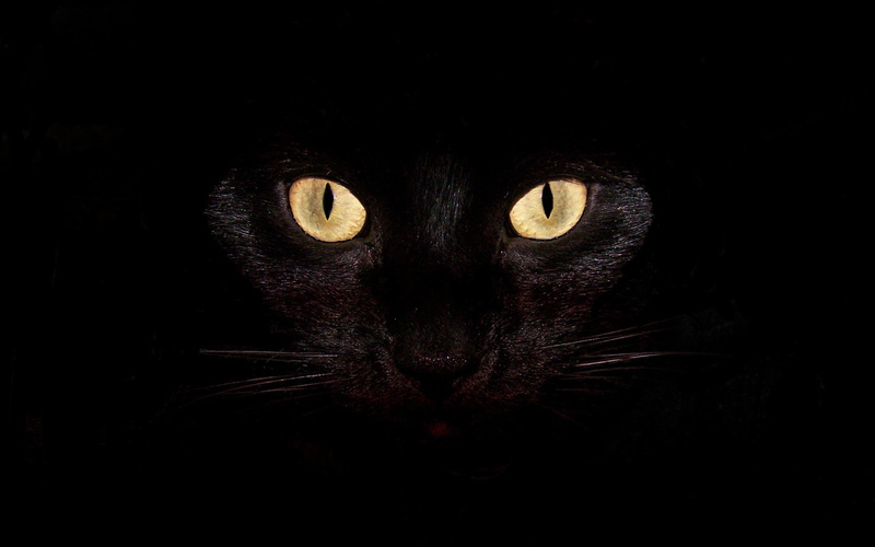 cat, dark, 2K, feline, scary, pretty, animal, bright, kitty, eyes, halloween, closeup, black, yellow