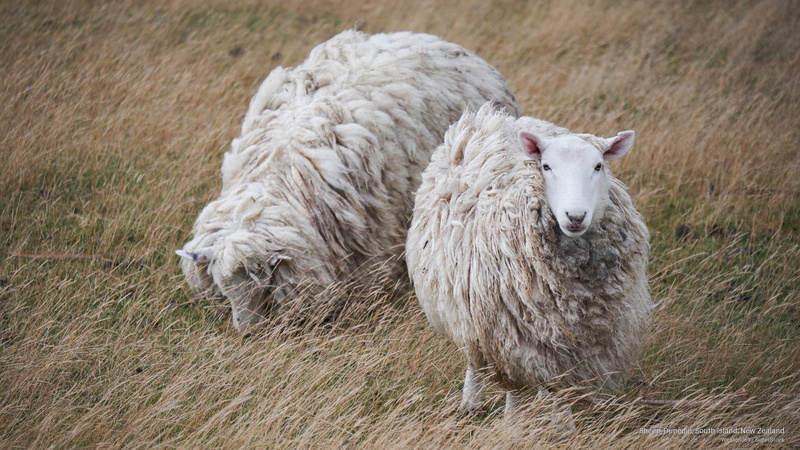 south, Animals, 2K, new, zealand, dunedin, sheep, island
