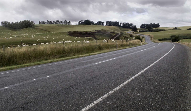 tree, hills, landscape, dividing line, road, country road, 4K, cloud - sky, environment, no people, sheep, diminishing perspective, dunedin, symbol, nature