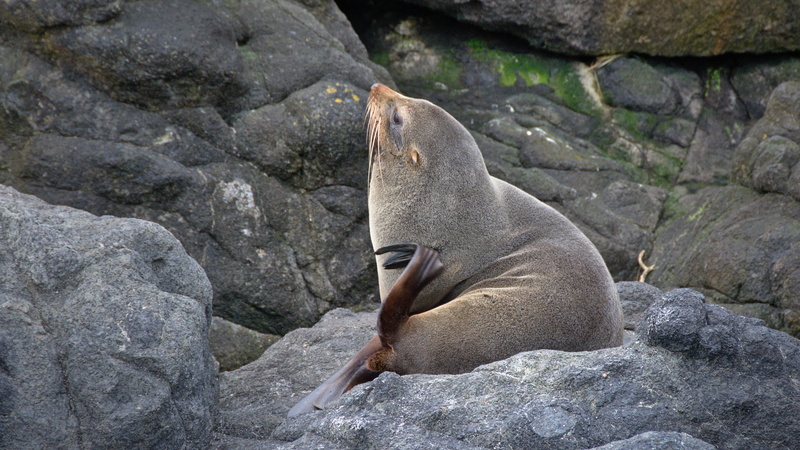 rock - object, nature, coastal, outdoors, seal - animal, kekeno, new zealand fur seal, scratching, mammal, day, victory beach, vertebrate, solid, new zealand